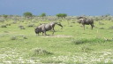 etosha001