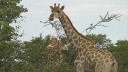 etosha003