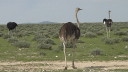 etosha005